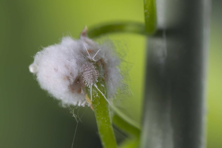 A macro photograph of a mealy bug, a common indoor plant pest that's easily treated.