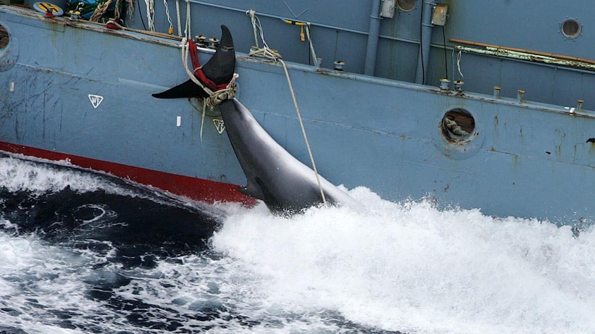 A minke whale carcass is tied to the side of a whaling ship.