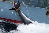 A minke whale carcass is tied to the side of a whaling ship.