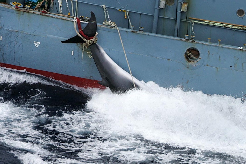 A minke whale carcass is tied to the side of a whaling ship.