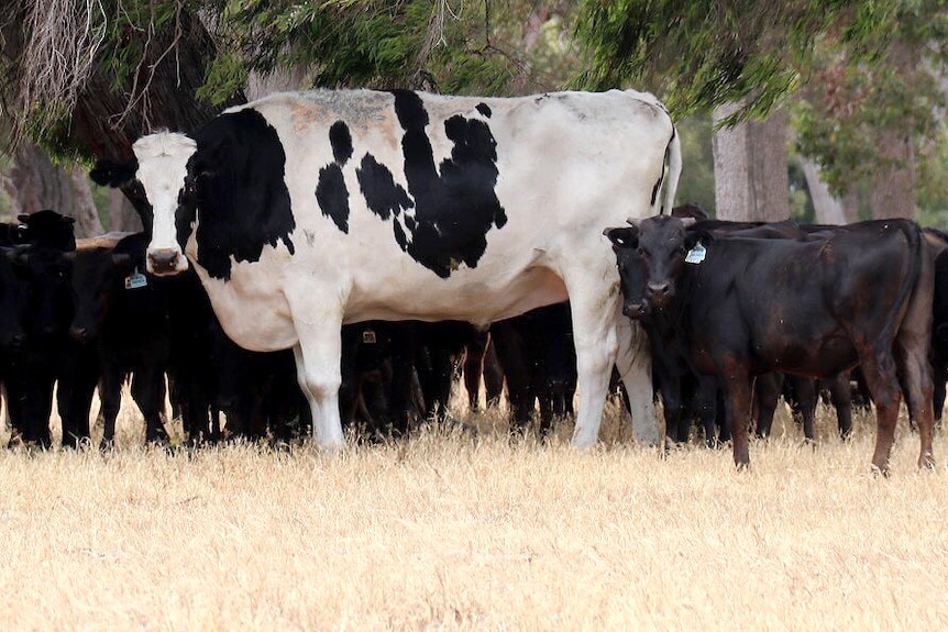 A very large black and white cow stands next to smaller brown cows.