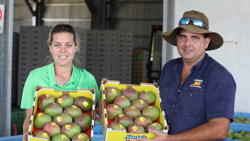 farmers with mango trays