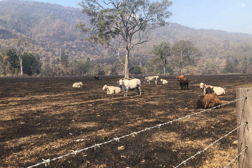Cattle left with nothing to eat in a paddock after bushfires ripped through at Sarabah.