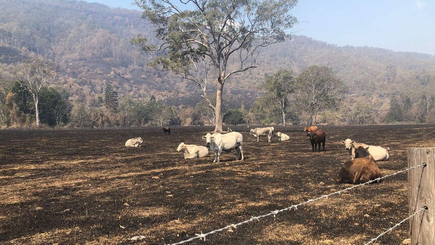 Cattle left with nothing to eat in a paddock after bushfires ripped through at Sarabah.