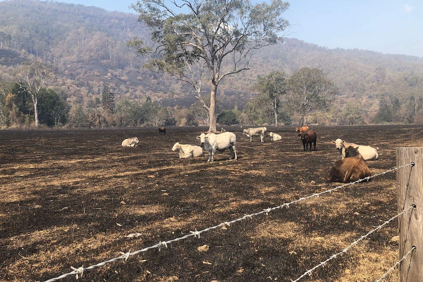 Cattle left with nothing to eat in a paddock after bushfires ripped through at Sarabah.