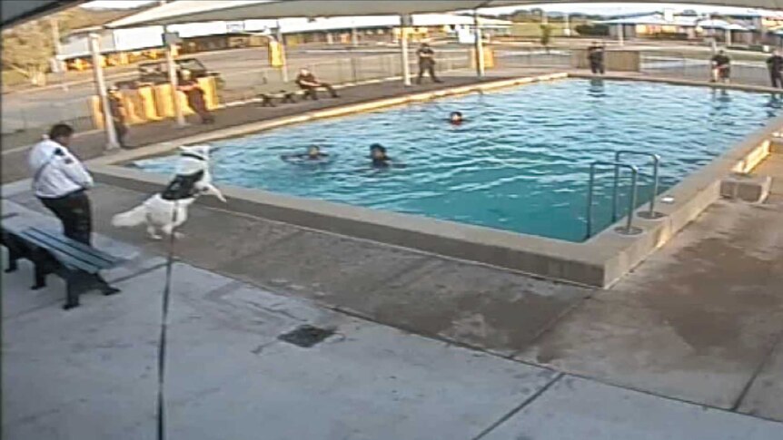 A security dog barks at girls in the swimming pool.