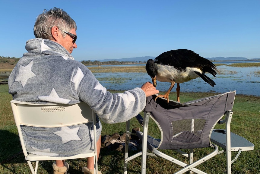 a large bird sits atop a camping chair, touching the outstretched hand of a camper sitting beside it