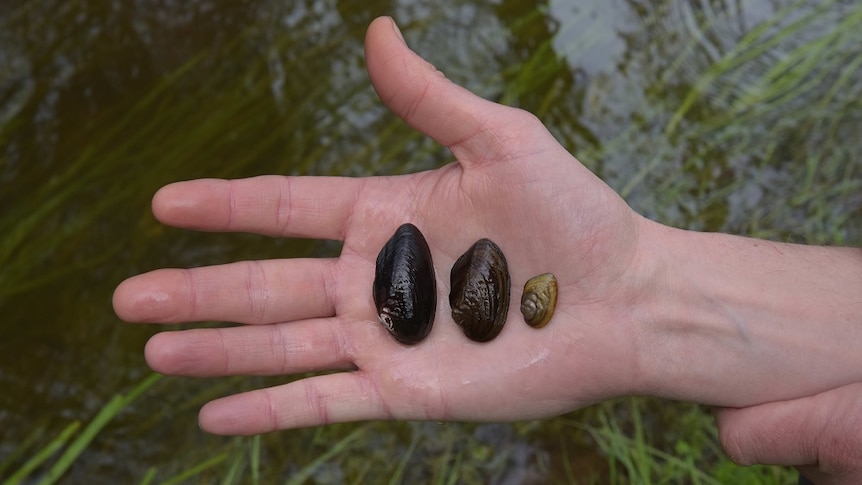 Three different sizes mussels resting on a hand with water from a river in the background.