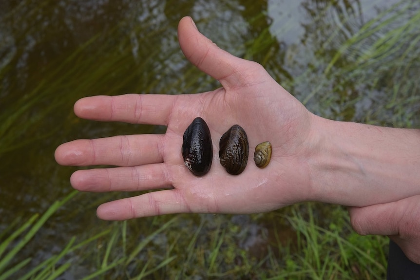 Three different sizes mussels resting on a hand with water from a river in the background.