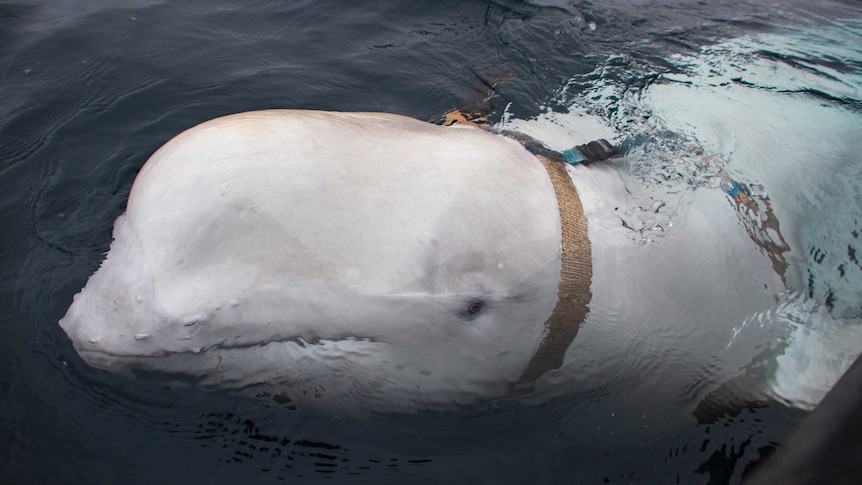 Looking from a boat, a beluga whale swims up to the waterline as it has a brown harness strapped to its neck.