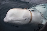 Looking from a boat, a beluga whale swims up to the waterline as it has a brown harness strapped to its neck.