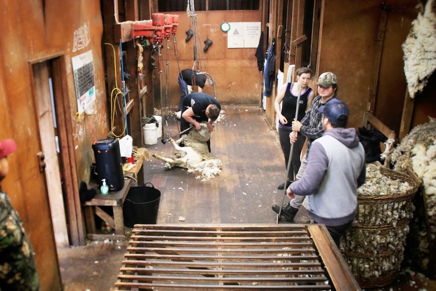 Tasmanian shearing shed interior