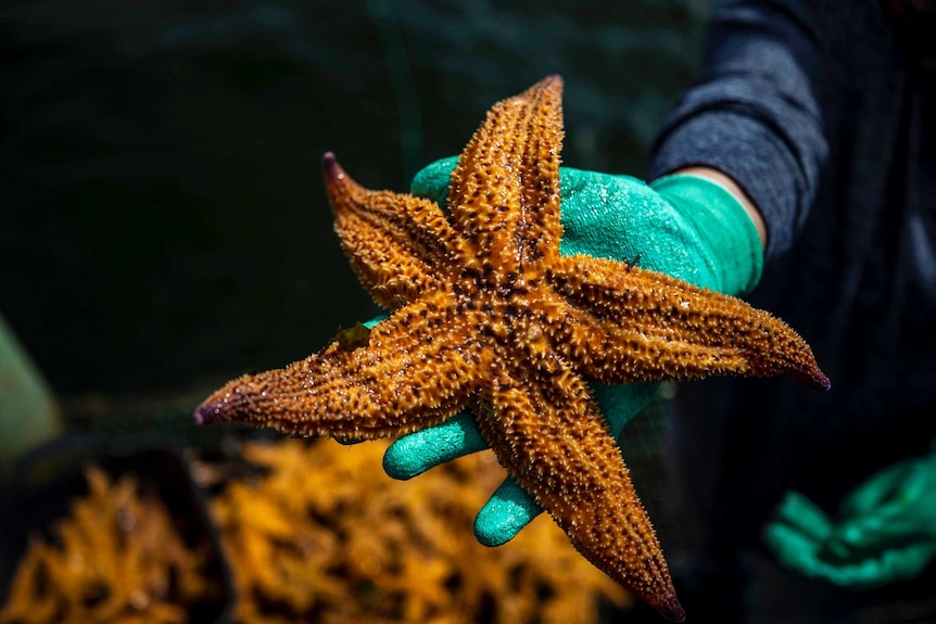 A northern pacific seastar is held up close to the camera.