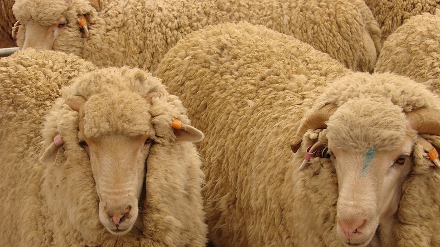 sheep will be put into control or protected areas under the new OJD management plan