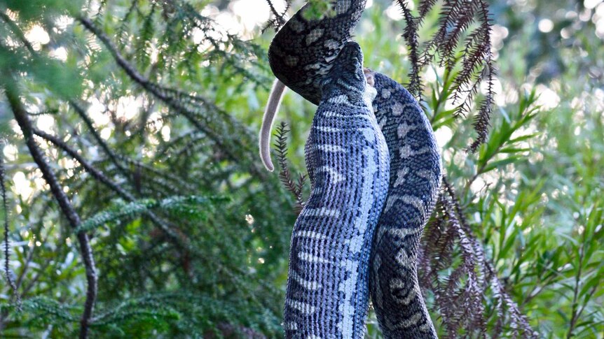 Snake hanging from tree eating possum