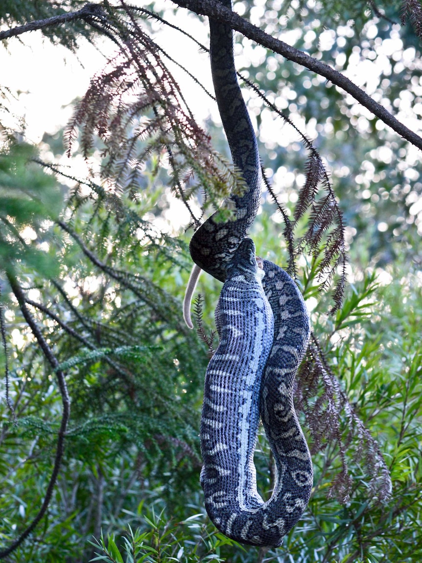Snake hanging from tree eating possum