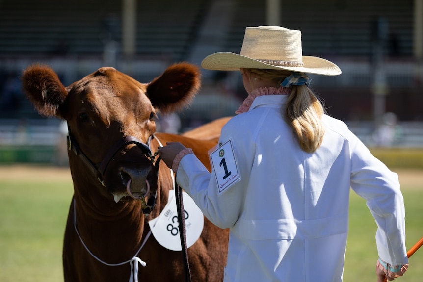 Women with cattle at show.