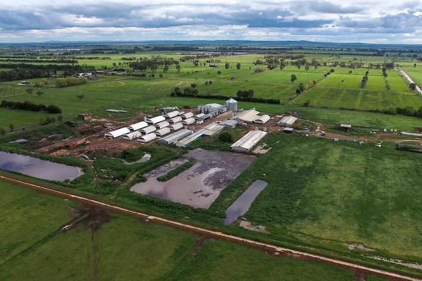 An aerial view of a piggery, with buildings and dams surrounded by green fields.