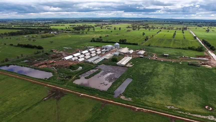 An aerial view of a piggery, with buildings and dams surrounded by green fields.