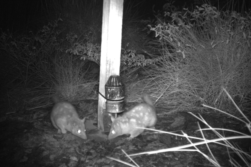 Two quolls forage next to each other at night.