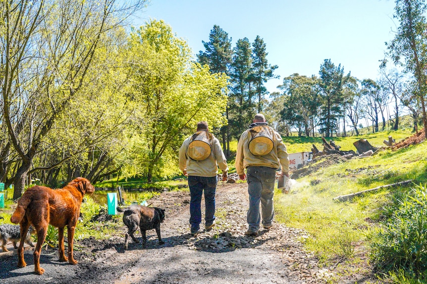 Two men wearing bee suits walk along a tree-lined path on a sunny day.