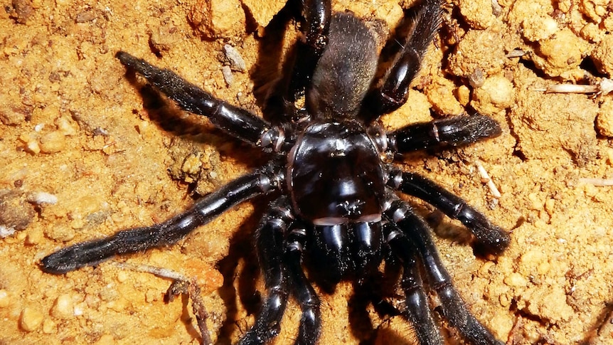 A Giaus Vaillosus trapdoor spider.