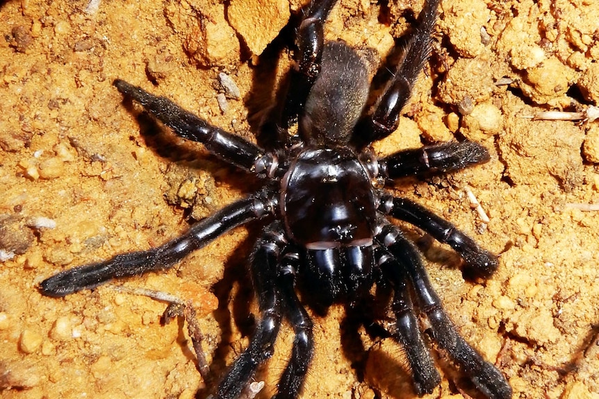 A Giaus Vaillosus trapdoor spider.