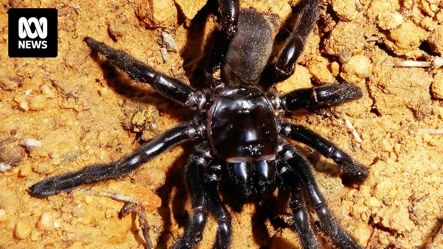 World's oldest spider, 'Number 16', dies aged 43