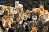 Aoshima's army of cats