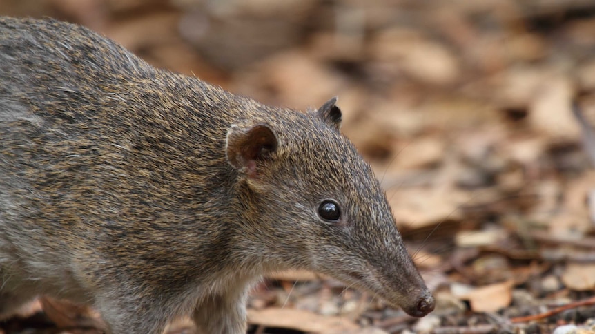 Isoodon obesulus obesulus — Southern Brown Bandicoot