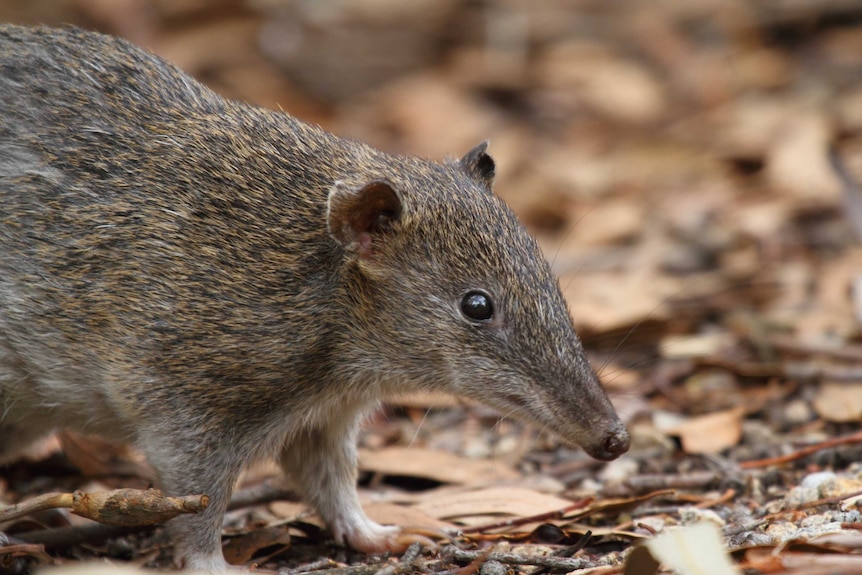 Isoodon obesulus obesulus — Southern Brown Bandicoot