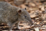 Isoodon obesulus obesulus — Southern Brown Bandicoot