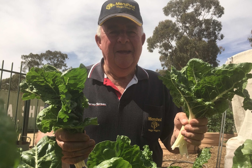 Man in a garden, with silverbeet in hand