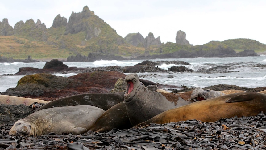 Elephant seals on Macquarie Island