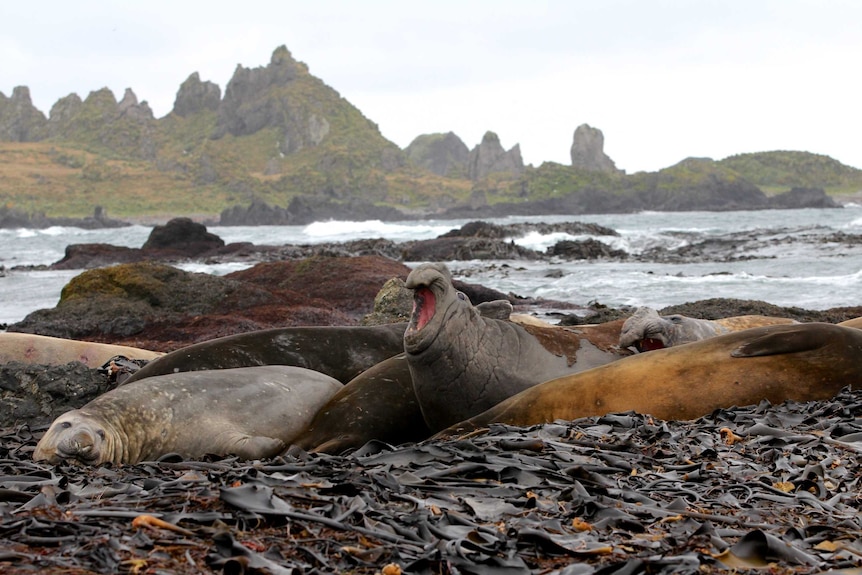 Elephant seals on Macquarie Island