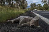 A koala lying dead on the side of the road.