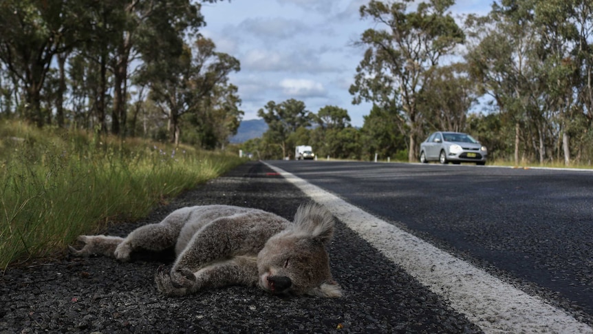 A dead koala lies peacefully on the side of the road after being hit by a car.