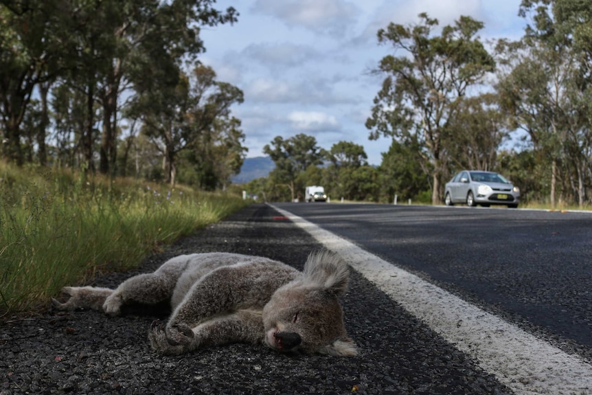 A dead koala lies peacefully on the side of the road after being hit by a car.