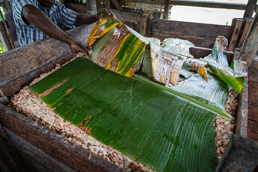 A woman lays green banana leaves over fermenting cocoa seeds sitting in a wooden tray.