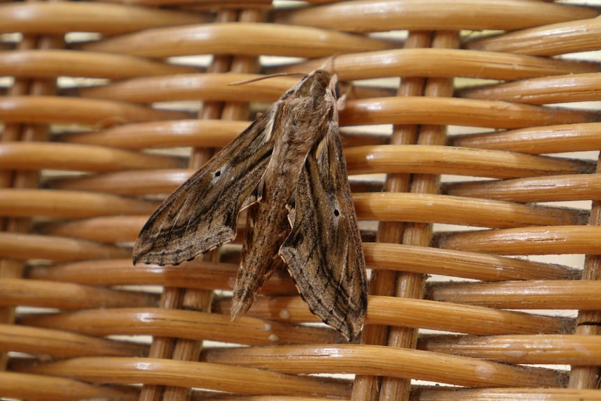 A brown, white and black both resting on a surface.