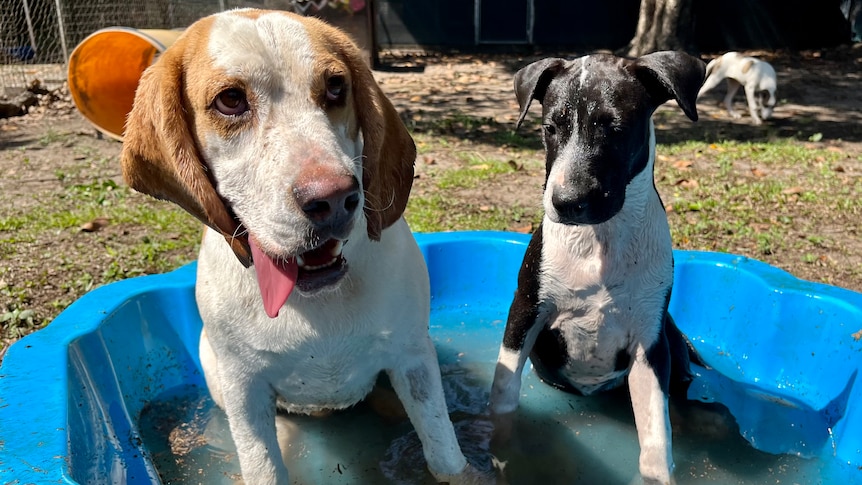 Two dogs sit in a paddling pool half full of water