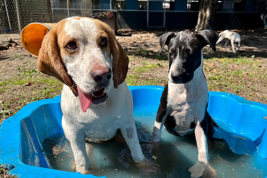 Two dogs sit in a paddling pool half full of water