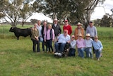A dozen people standing in front of a black angus bull 