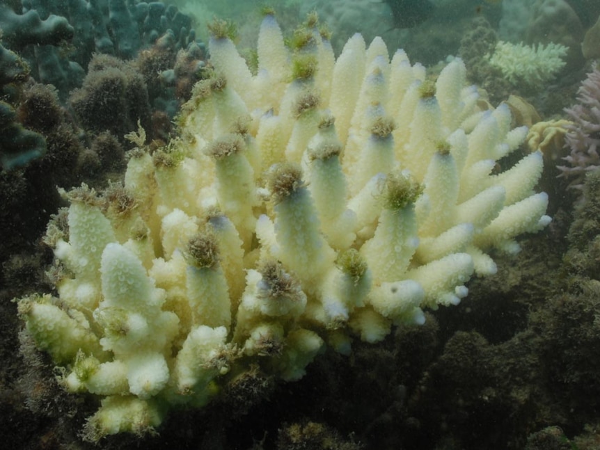 Algae growing on coral tips