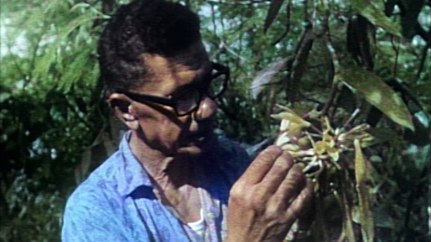 A man inspects a vanilla flower.