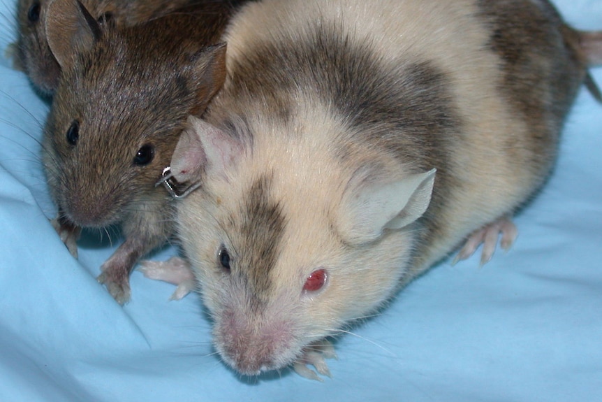 A white mouse with dark splotches and one red and black eye with 2 brown baby mice