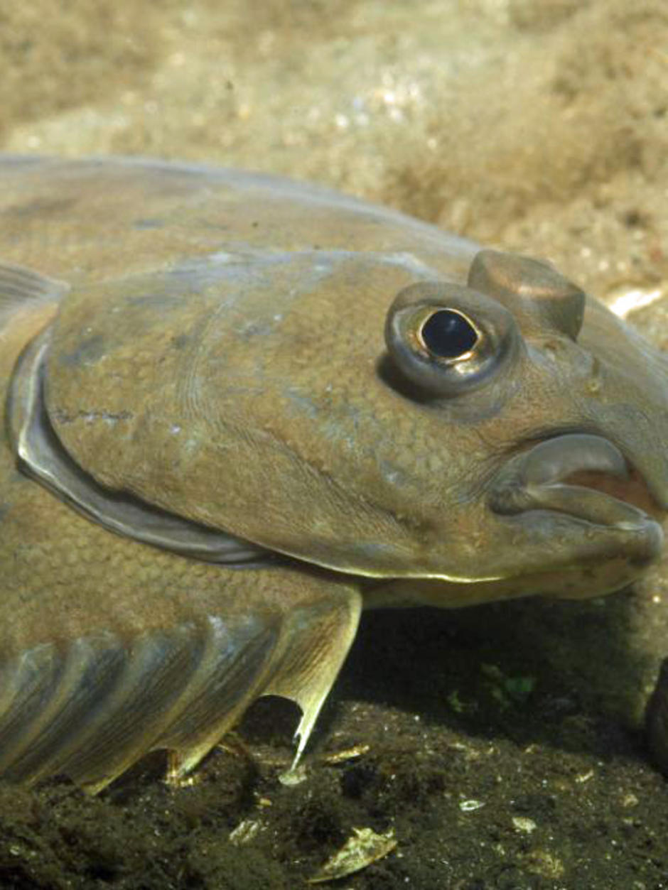 River survey reveals rare fish - ABC News