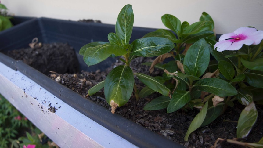 Flowers stolen from a planter box (file image)