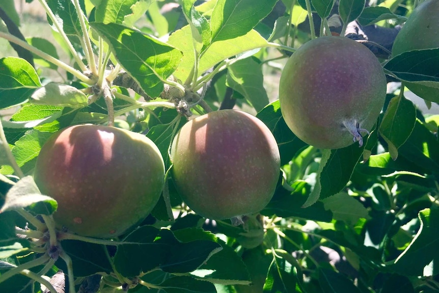 Taralee Orchard apples