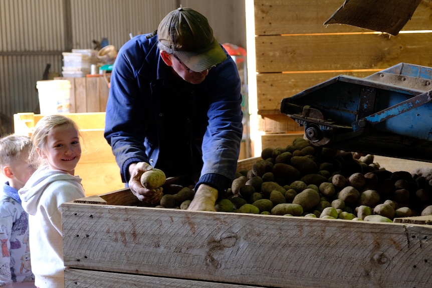 Farmer David Myers sorts through a bin of potatoes, while his grandchildren watch on.